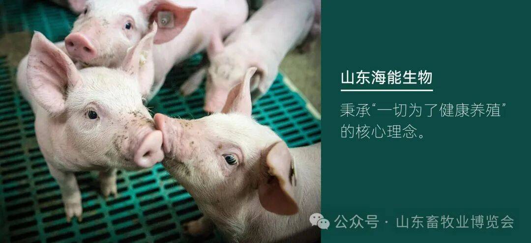 0 年!海能25-羟基维生素D₃让世界见证中国质造MG不朽情缘致敬 2025 山东畜牧业博览会 4(图2) 0 年!海能25-羟基维生素D₃让世界见证中国质造MG不朽情缘致敬 2025 山东畜牧业博览会 4(图2)