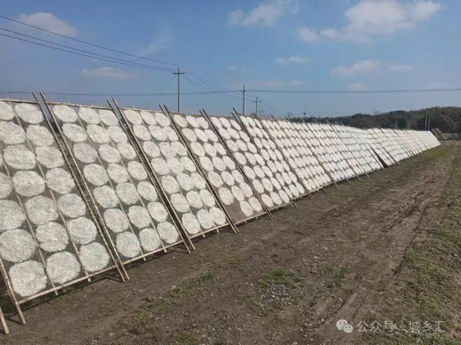 日「第二人生」可持续闲置市集市集预告！不朽情缘模拟器11月15-16日周六(图11)