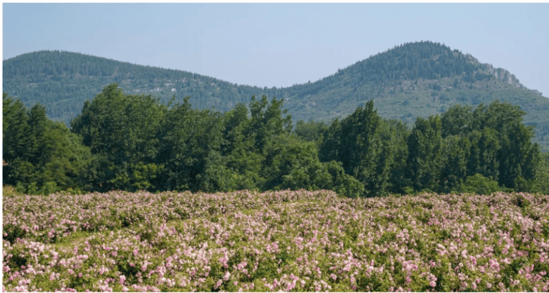 链生态以长期主义深耕个人护理赛道不朽情缘版半亩花田构建花植全产业(图1)